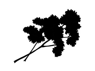 パセリのシルエットイラスト