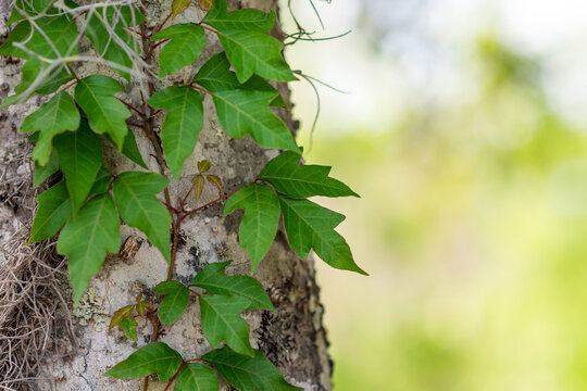 Poison Ivy climbing up a tree, close up photographed on a sunny day