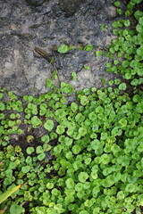 Lush summer green plants growing in the meadow.