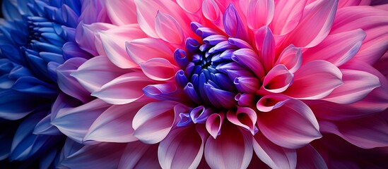 Vibrant purple and blue flowers are beautifully captured in a detailed close-up shot, showcasing their delicate petals and vivid colors - obrazy, fototapety, plakaty