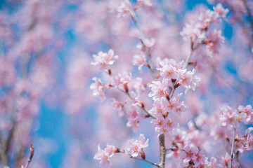 満開の桜