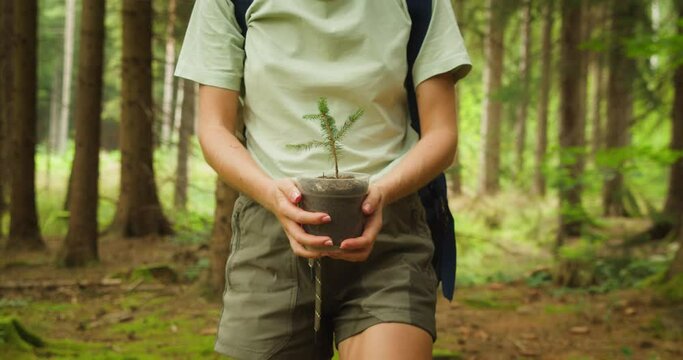 A close-up of a young tree held by a person in a forest. Woman walking in woodland with pot and sapling for planting it.