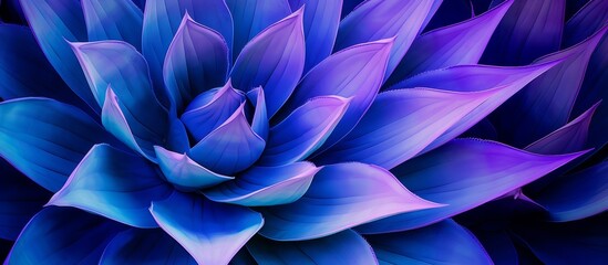 Close-up image featuring a vibrant blue flower adorned with unique purple leaves in striking hues.