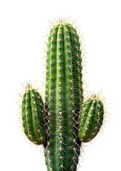 Cactus isolated on white background, 