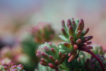 close up of cactus