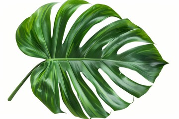 Tropical green palm leaf isolated on white background, cut out nature illustration