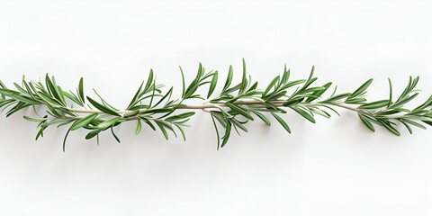 top view rosemary on white background for space for text mock up