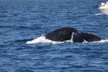 Fototapeta premium Ballenas