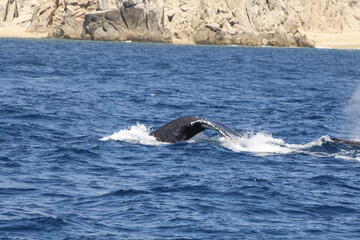 Fototapeta premium Ballenas
