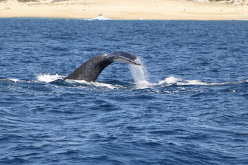 Obraz premium Ballenas