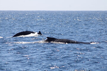 Ballenas