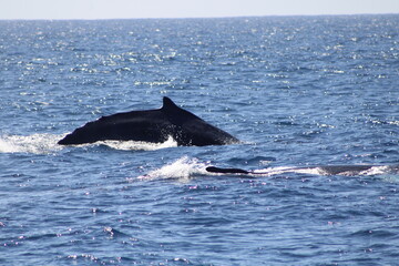 Fototapeta premium Ballenas