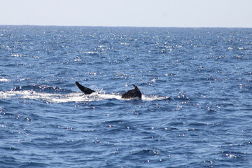 Fototapeta premium Ballenas