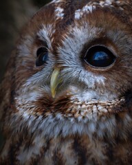 Tawny Owls can make a variety of calls but the most familiar are their 