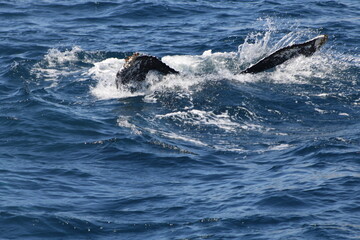 Fototapeta premium Ballenas