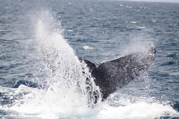 Fototapeta premium Ballenas