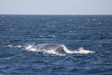 Fototapeta premium Ballenas