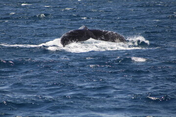 Fototapeta premium Ballenas
