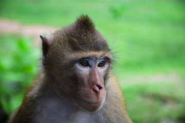 Monkeys in Khao Kheow Open Zoo.