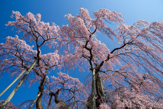 三春滝桜 Images – Browse 289 Stock Photos, Vectors, and 三春滝桜 Images – Browse 289 Stock Photos, Vectors, and