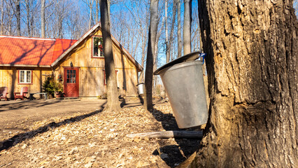 Sugar shack in a Quebec maple grove on a beautiful spring day - 776702224