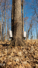 Quebec sugar bush with its buckets during the extraction of maple sap to make syrup