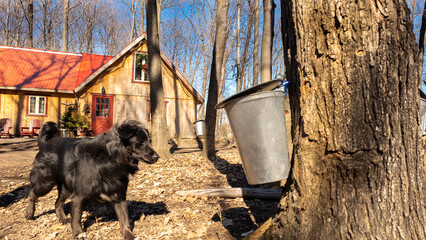 The dog at the Sugar shack in a Quebec maple grove on a beautiful spring day - 776702244