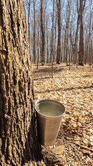 Quebec sugar bush with its buckets during the extraction of maple sap to make syrup - 776702246