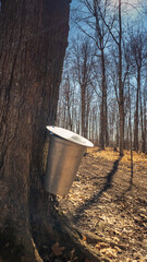 Quebec sugar bush with its buckets during the extraction of maple sap to make syrup - 776702248