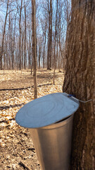 Quebec sugar bush with its buckets during the extraction of maple sap to make syrup - 776702262