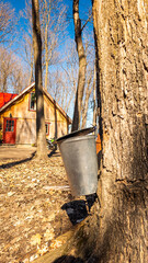 Sugar shack in a Quebec maple grove on a beautiful spring day - 776702276
