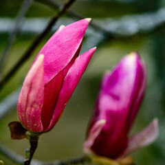 桜咲き春探し