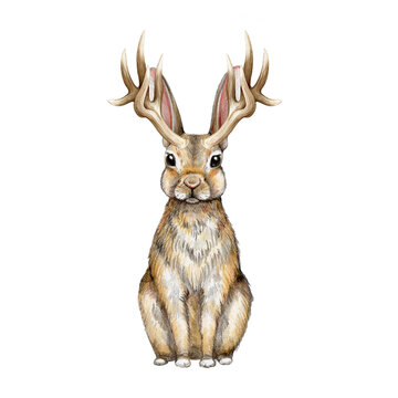 Jackalope myth rabbit creature watercolor illustration. Hand drawn wild mythological folklore animal. Rabbit with horns vintage style illustration. Sitting jackalope image on white background