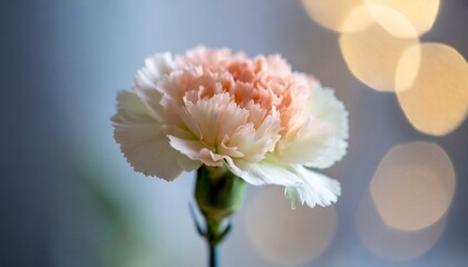 carnation. Expression of gratitude, expression of love