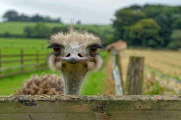 Deurstickers An ostrich with a long neck peering over a wooden fence. © evgenia_lo