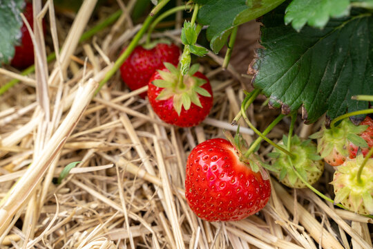 Fresh strawberries in the farm