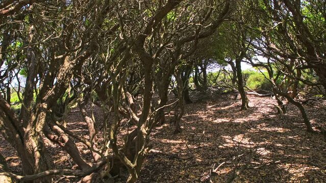 Randi forest on Ikaria island, Greece under ancient Greek oak trees at Sierra Atheras mountains on hiking trail from Raches to Magganitis
