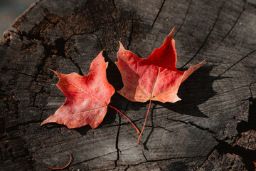close-up Maple Leaves on Weathered Wood,Vibrant Autumn Leaves