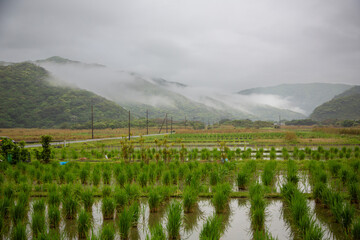 Fototapeta premium 奄美地方梅雨入り間近