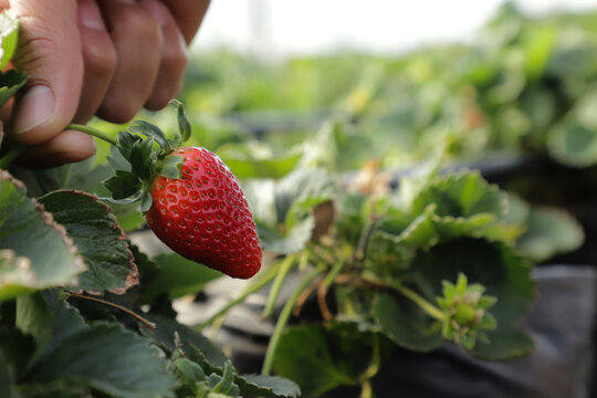 Huerto de fresas