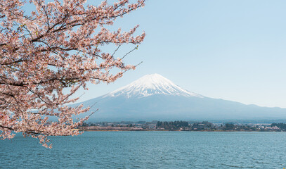 Mount Fuji in springtime with cherry tree in full bloom, Fuji Five Lakes, Japan - 776723605