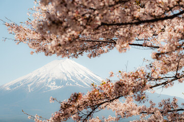 Mount Fuji in springtime with cherry tree in full bloom, Fuji Five Lakes, Japan - 776723633