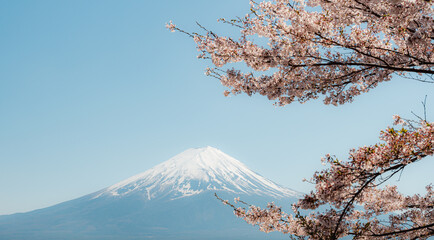 Mount Fuji in springtime with cherry tree in full bloom, Fuji Five Lakes, Japan - 776723691