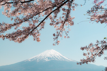 Mount Fuji in springtime with cherry tree in full bloom, Fuji Five Lakes, Japan - 776723697