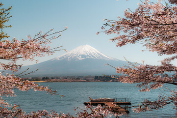 Mount Fuji in springtime with cherry tree in full bloom, Fuji Five Lakes, Japan - 776723816