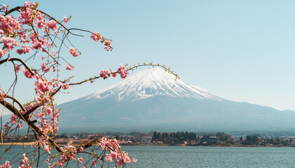 Mount Fuji in springtime with cherry tree in full bloom, Fuji Five Lakes, Japan - 776723871