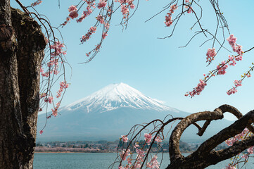 Mount Fuji in springtime with cherry tree in full bloom, Fuji Five Lakes, Japan - 776723884