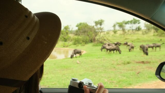 woman traveler in safari hat takes photo from vehicle of buffalo herd. Traveling photographer taking photos during safari. traveler and photographer standing in desert looking at wildlife animals
