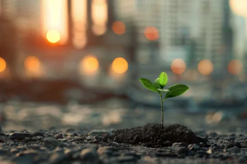 Foto op Canvas A small plant growing in the middle of an apocalyptic landscape with city buildings © wanna