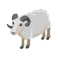 vector drawing grey sheep, farm animal isolated at white background, hand drawn illustration - 776726849